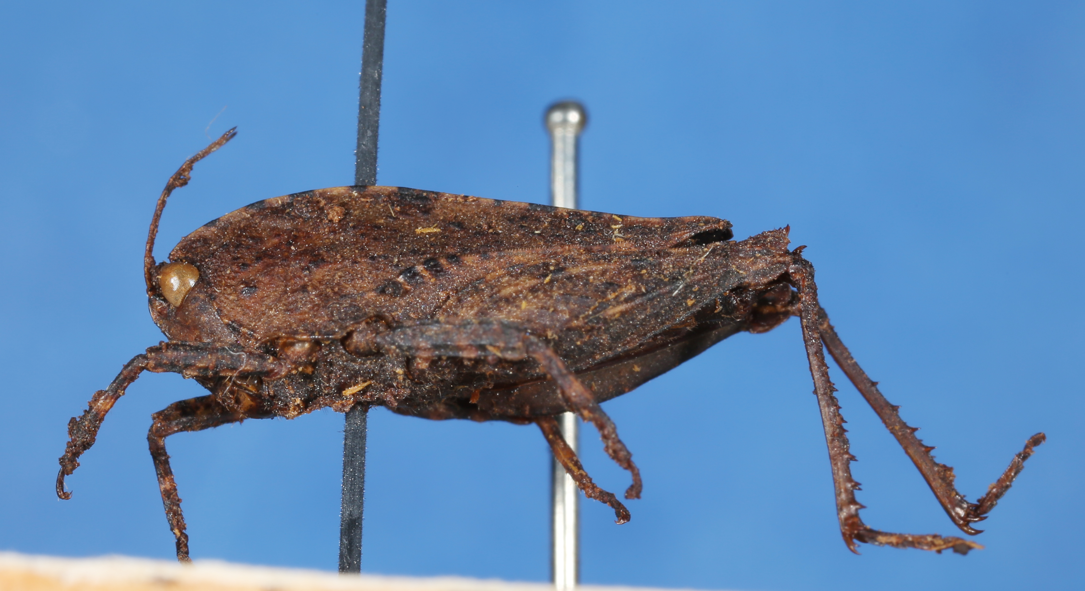 The Mohamed bin Zayed Species Conservation Fund