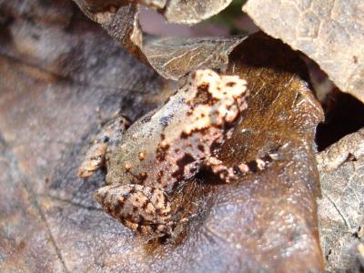 The Mohamed bin Zayed Species Conservation Fund