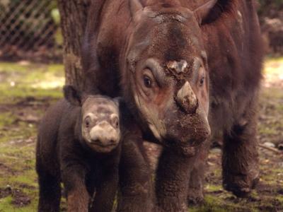The Mohamed bin Zayed Species Conservation Fund