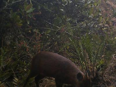 The Mohamed bin Zayed Species Conservation Fund